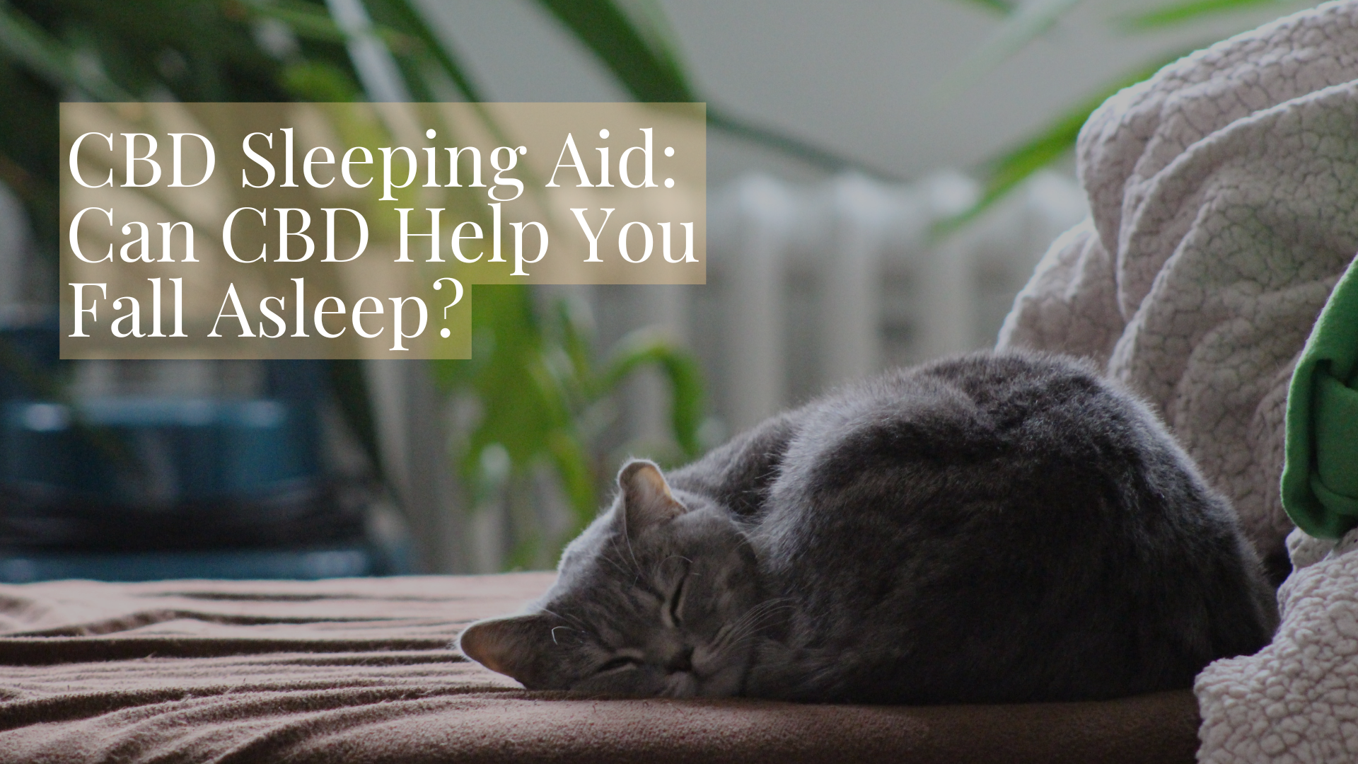 CBD Sleeping Aid: Can CBD Help You Fall Asleep?